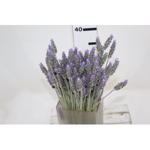 LAVANDULA CORTE