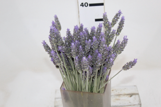 <h4>LAVANDULA CORTE</h4>