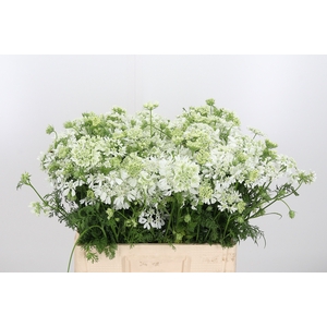 Orlaya Grandfl White