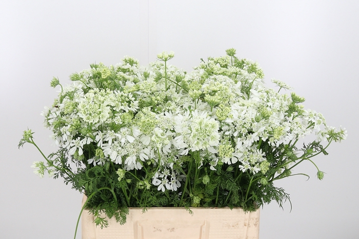 <h4>Orlaya Grandfl White</h4>