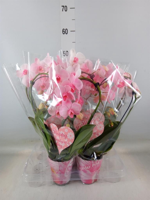 <h4>Phalaenopsis   ...</h4>