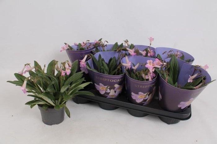 <h4>PRIMULI LITTLE LINA</h4>