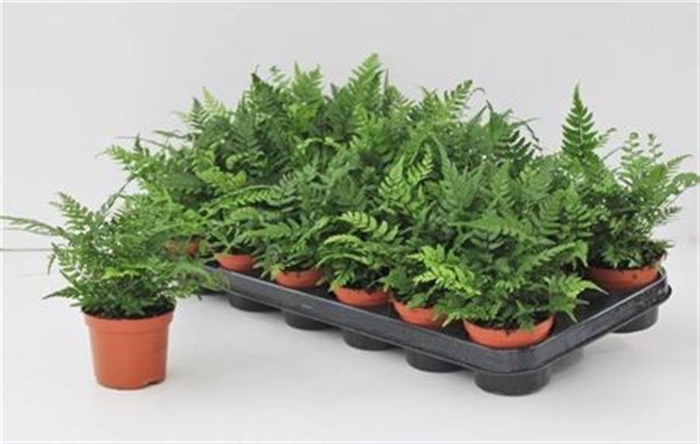 <h4>Athyrium Ov Ferns</h4>