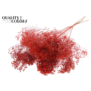 Broom Bloom p/bunch in poly Coral