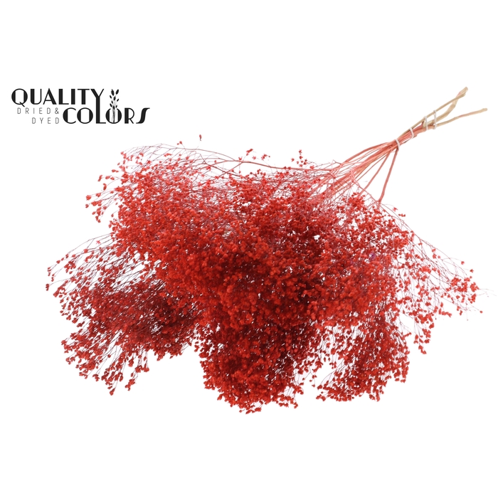 <h4>Broom Bloom p/bunch in poly Coral</h4>