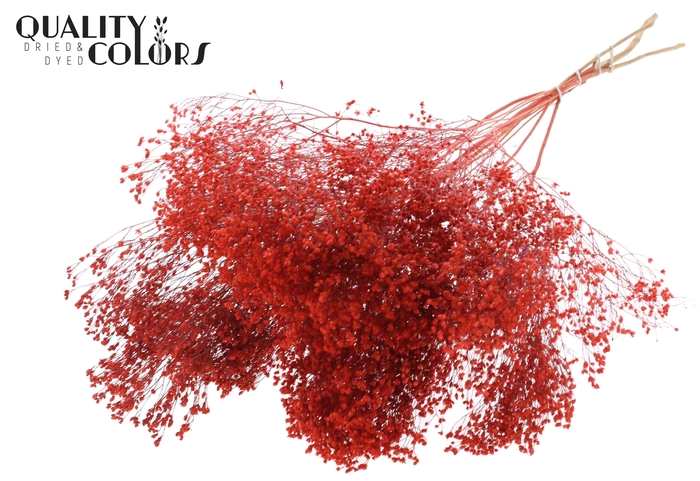 Broom Bloom p/bunch in poly Coral