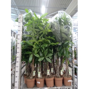 Pachira aquatica