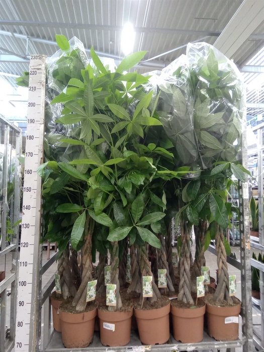 <h4>Pachira aquatica</h4>