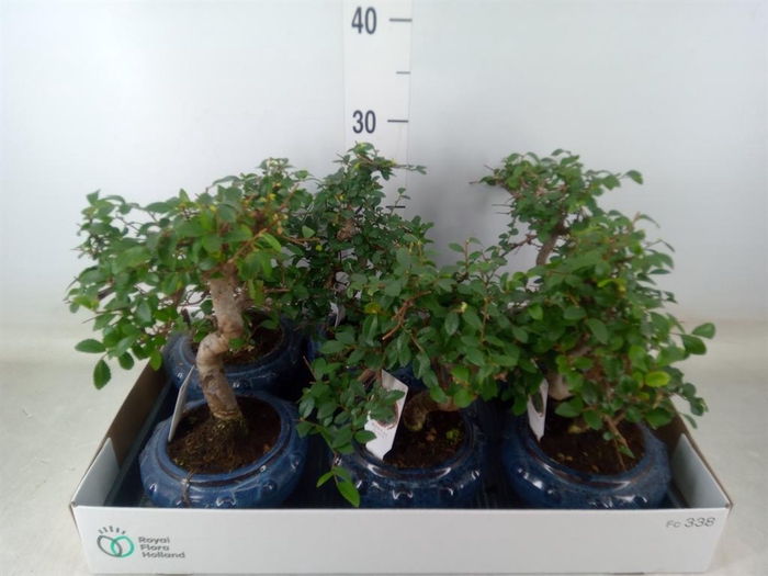 <h4>Bonsai   ...mix</h4>