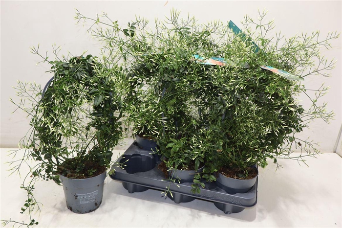 <h4>Jasm Polyanthum Wit</h4>