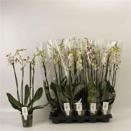 <h4>Phal An Marrakesh 4 Branches 25+</h4>