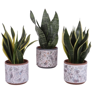 Sansevieria mix Ø12cm in Ø14cm Ceramic Pot Forest