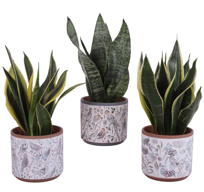 <h4>Sansevieria mix Ø12cm in Ø14cm Ceramic Pot Forest</h4>