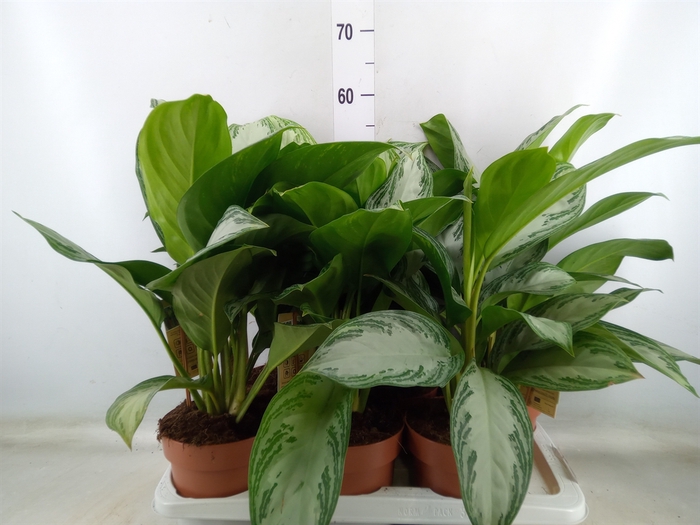 <h4>Aglaonema  'Silver Bay'</h4>