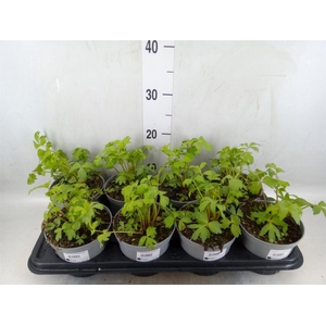 Levisticum officinale