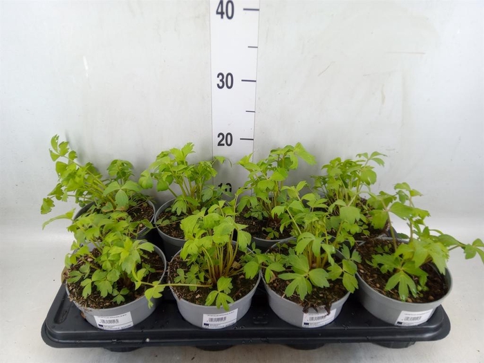 <h4>Levisticum officinale</h4>