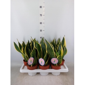 Sansevieria trifa. 'Black Gold'