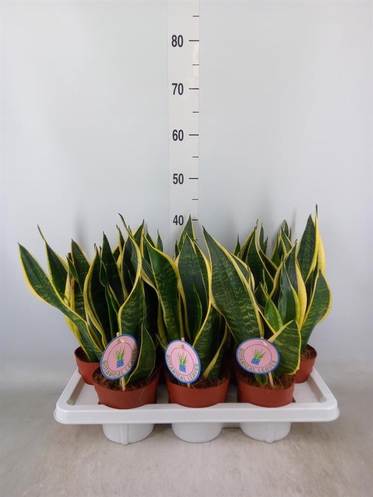 <h4>Sansevieria trifa. 'Black Gold'</h4>