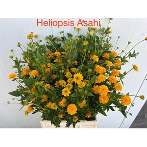 Heliop Helian Asahi