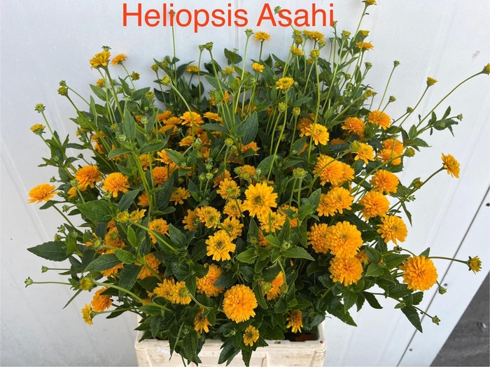 <h4>Heliop Helian Asahi</h4>