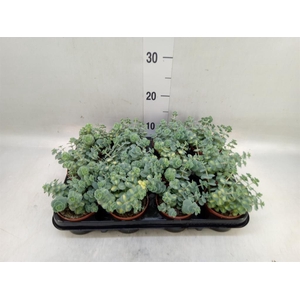 Sedum sieboldii 'Mediovariegatum'