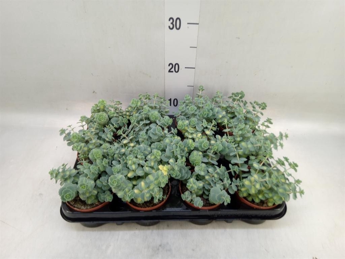 <h4>Sedum sieboldii 'Mediovariegatum'</h4>