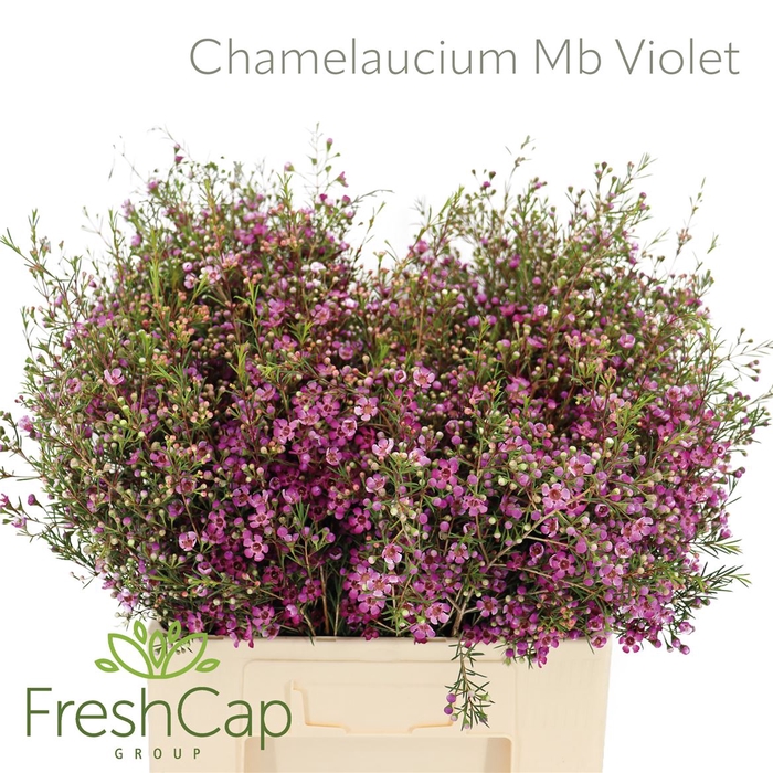 <h4>Chamelaucium Mb Violet</h4>