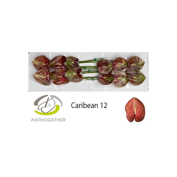 <h4>Anth A Caribean</h4>