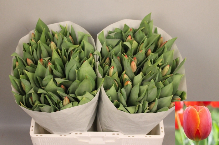 <h4>TU EN AD REM</h4>