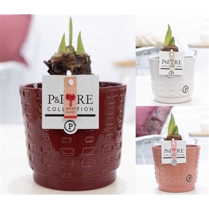 Hippeastrum mix in P&PURE Floor ceramics ass.3