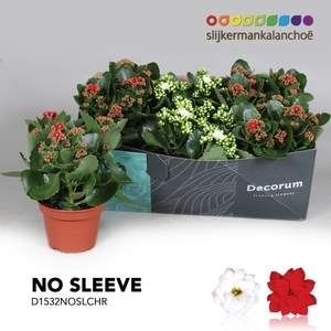 Kalanchoe No Sleeve - Christmas mix