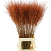 Calamagrostis Brachy Oranje