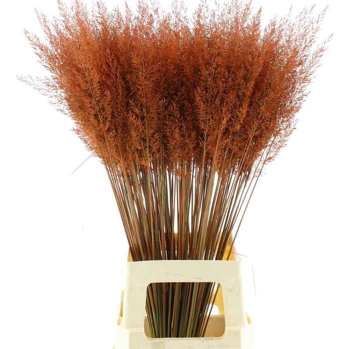 Calamagrostis Brachy Oranje