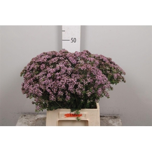 Orig Vu Charm Purple