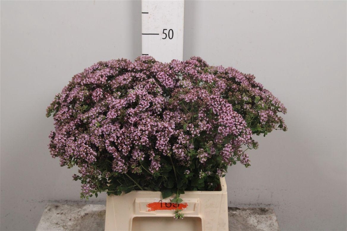 <h4>Orig Vu Charm Purple</h4>