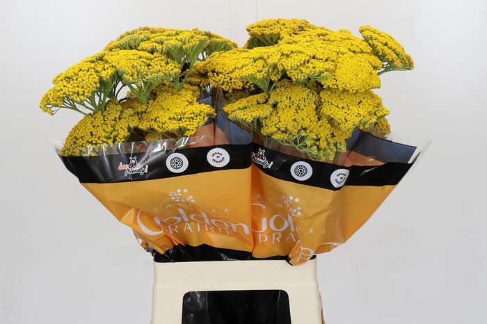 Achillea Golden Painted Prairi
