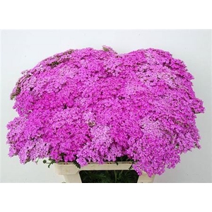 Achillea M Lilac Dream