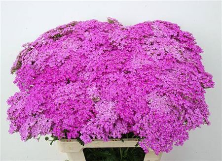 <h4>Achillea M Lilac Dream</h4>
