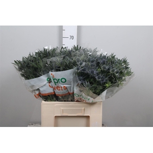 Eryn Mag Blue Lagoon