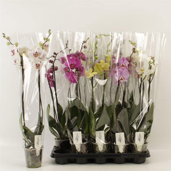 <h4>PHAL GEM 6 KL</h4>