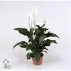 Spathiphyllum Sweet Silvana 24Ø 90cm 4fl