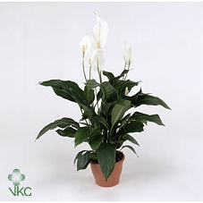 Spathiphyllum Sweet Silvana