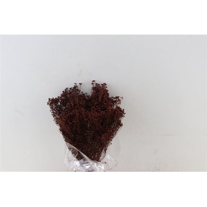 Dried Brooms D. Brown Bunch