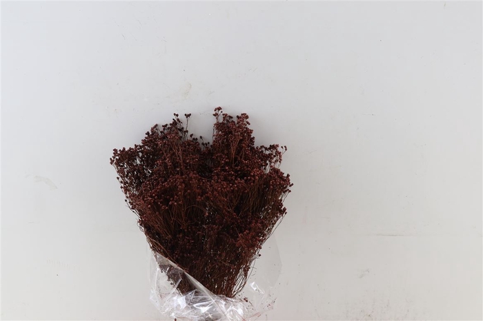 <h4>Dried Brooms D. Brown Bunch</h4>