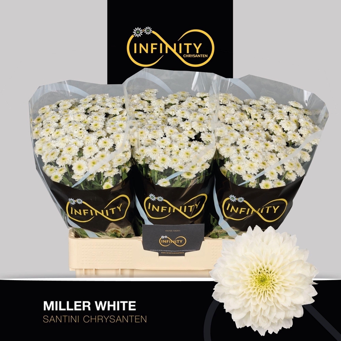 <h4>Chr S Miller White 900gr</h4>