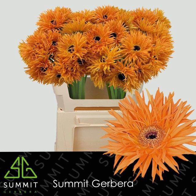 <h4>GE GS SPIDER BAMBU</h4>