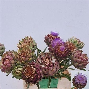 Cynara Sc Green Globe