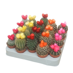 Cactus 5,5 cm met 3 plakbloemen