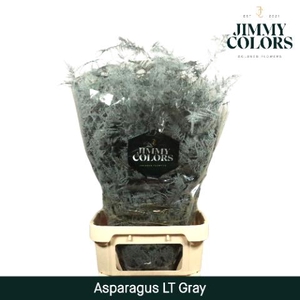 Aspa Lang Getopt Grey