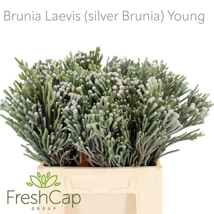<h4>BRUN LAEVIS</h4>